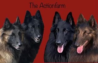 Kennel Of The Actionfarm
